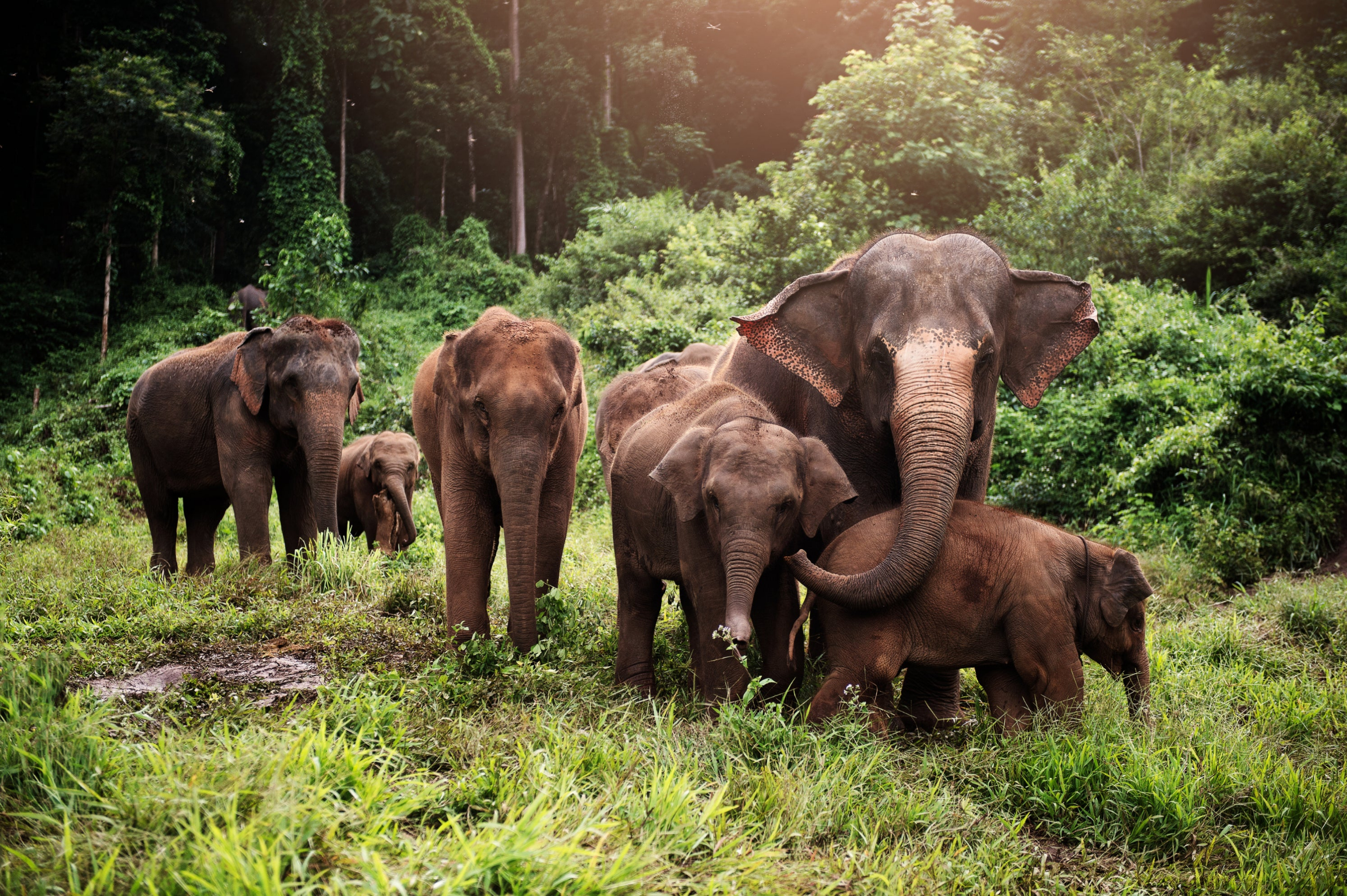 A family of six Asian elephants stand together in the jungle