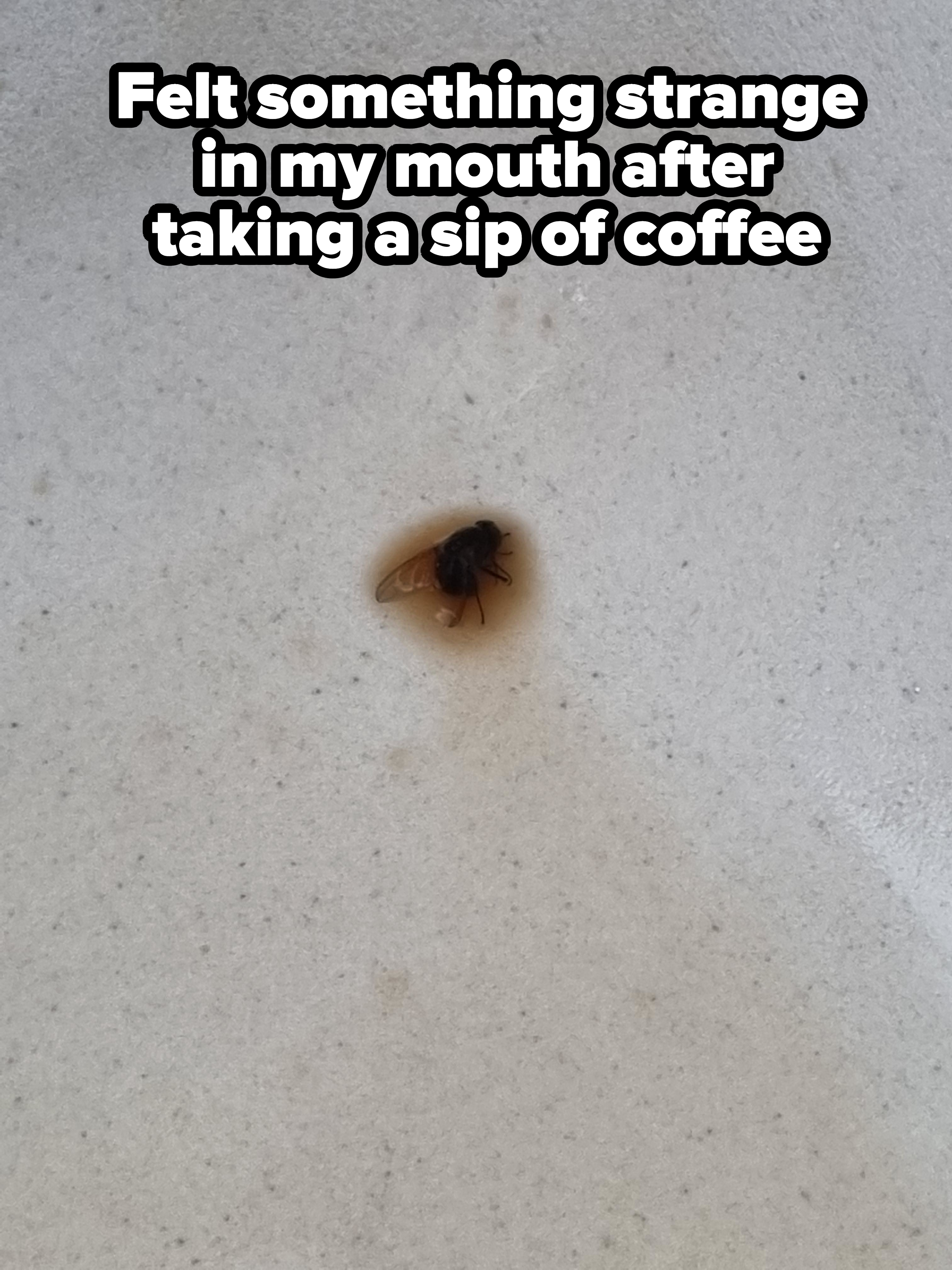 A fly covered in coffee