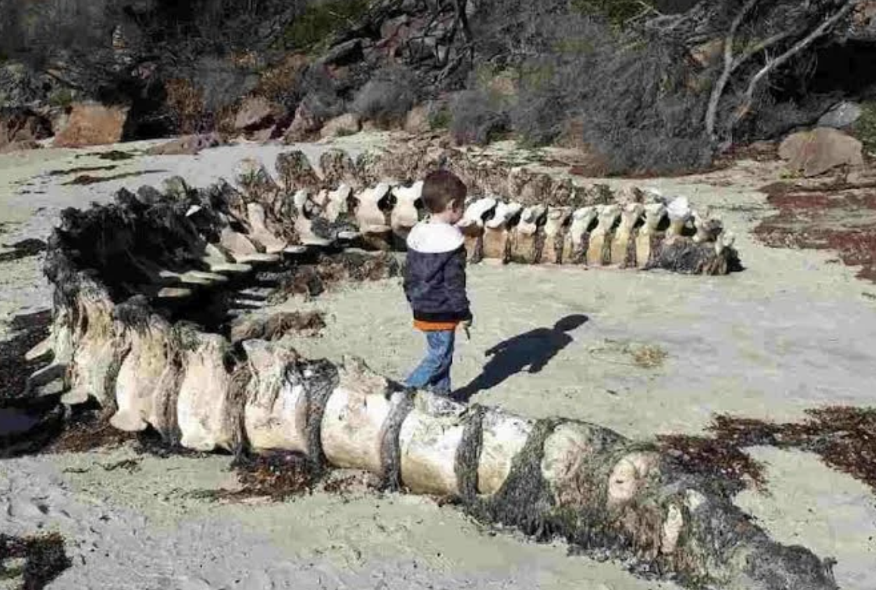 A little boy standing next to a whale spine