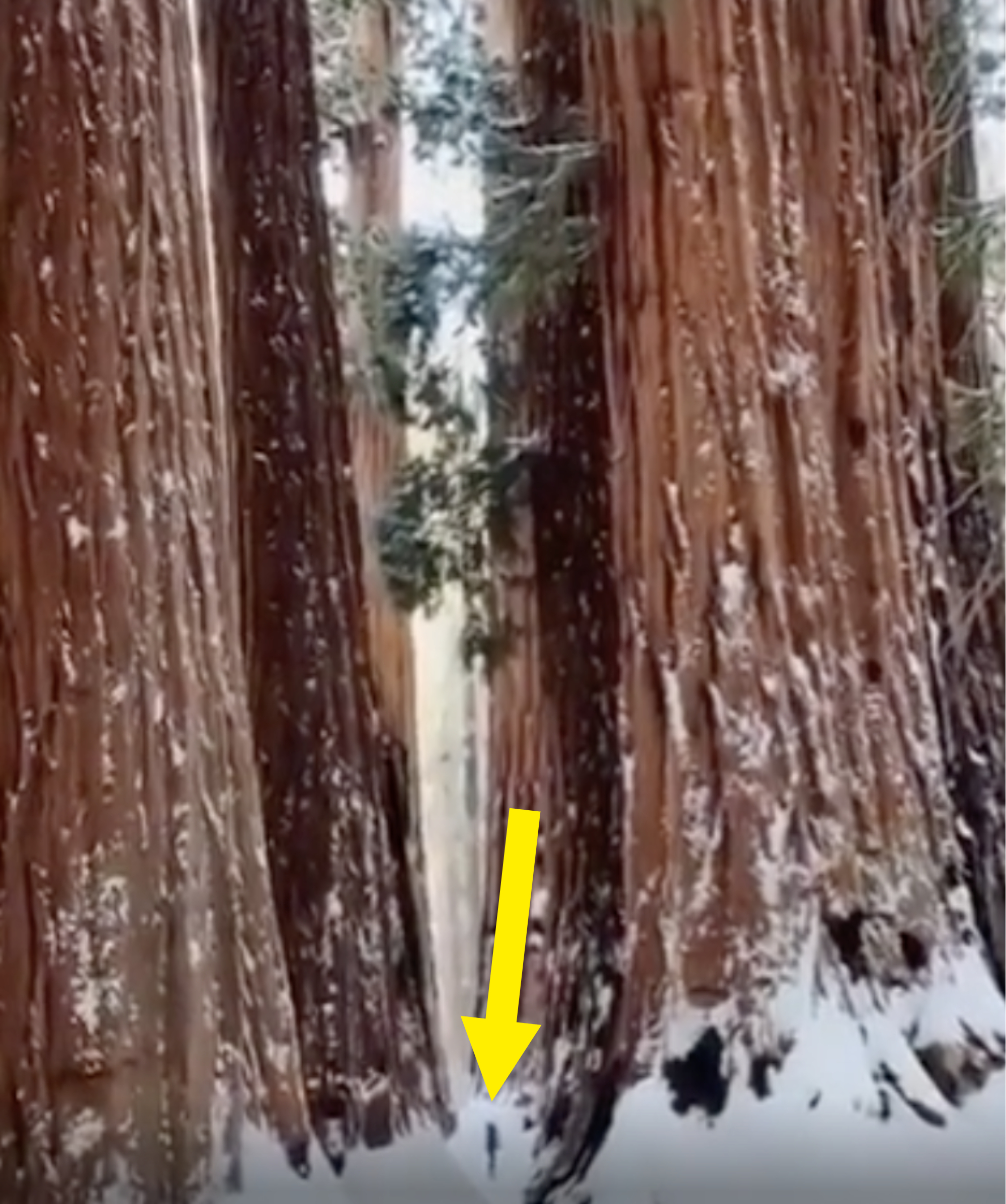 A person standing in the midst of the redwoods