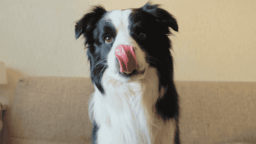 border collie putting a paw up and wving