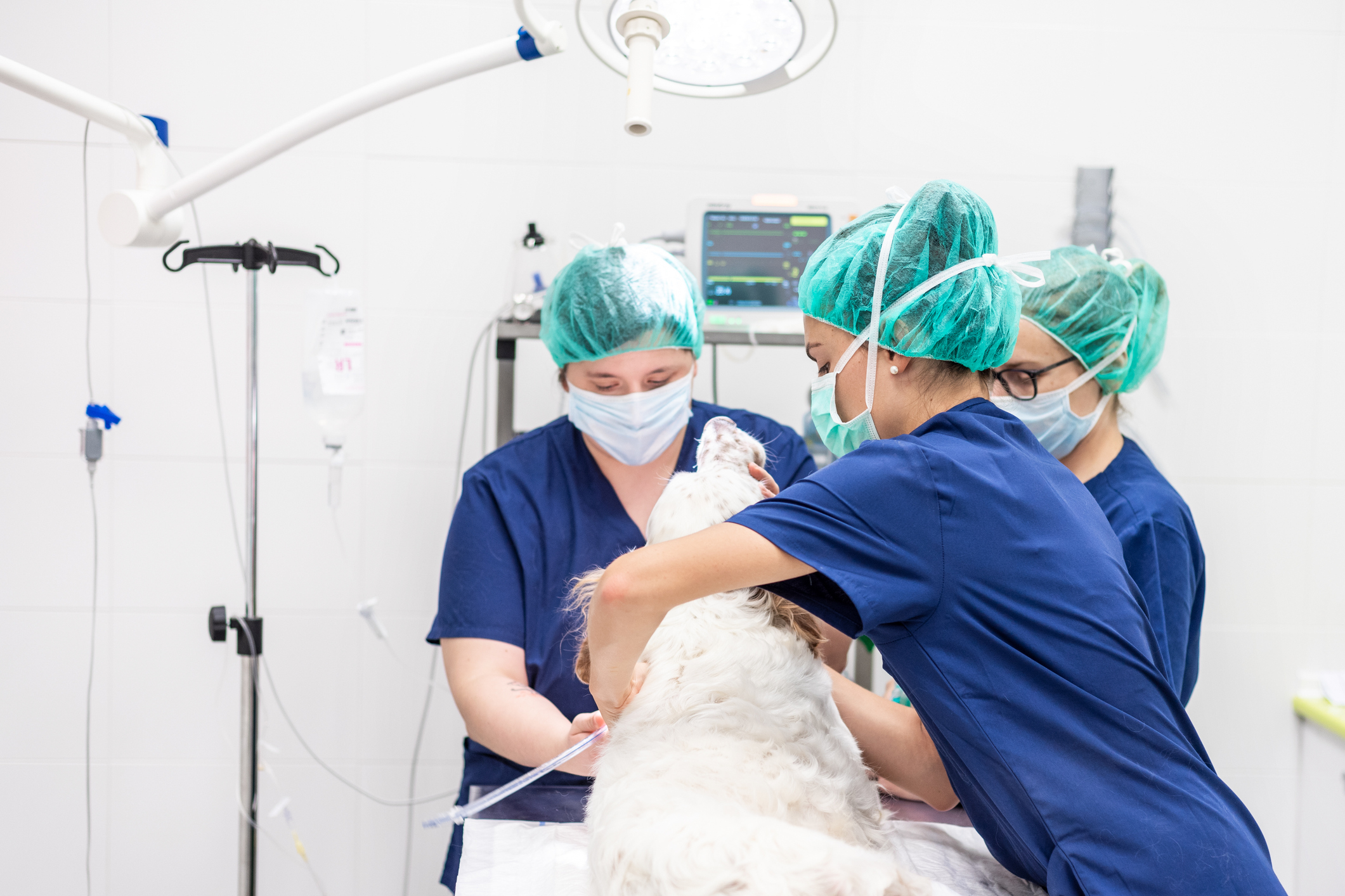 Doctors working on a dog