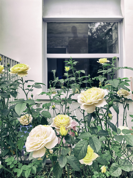 A person&#x27;s reflection in the window overlooking a garden