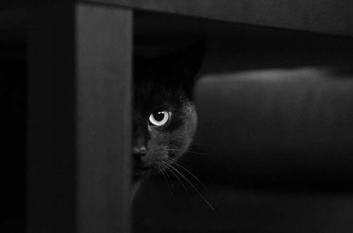 Closeup of a cat&#x27;s eye
