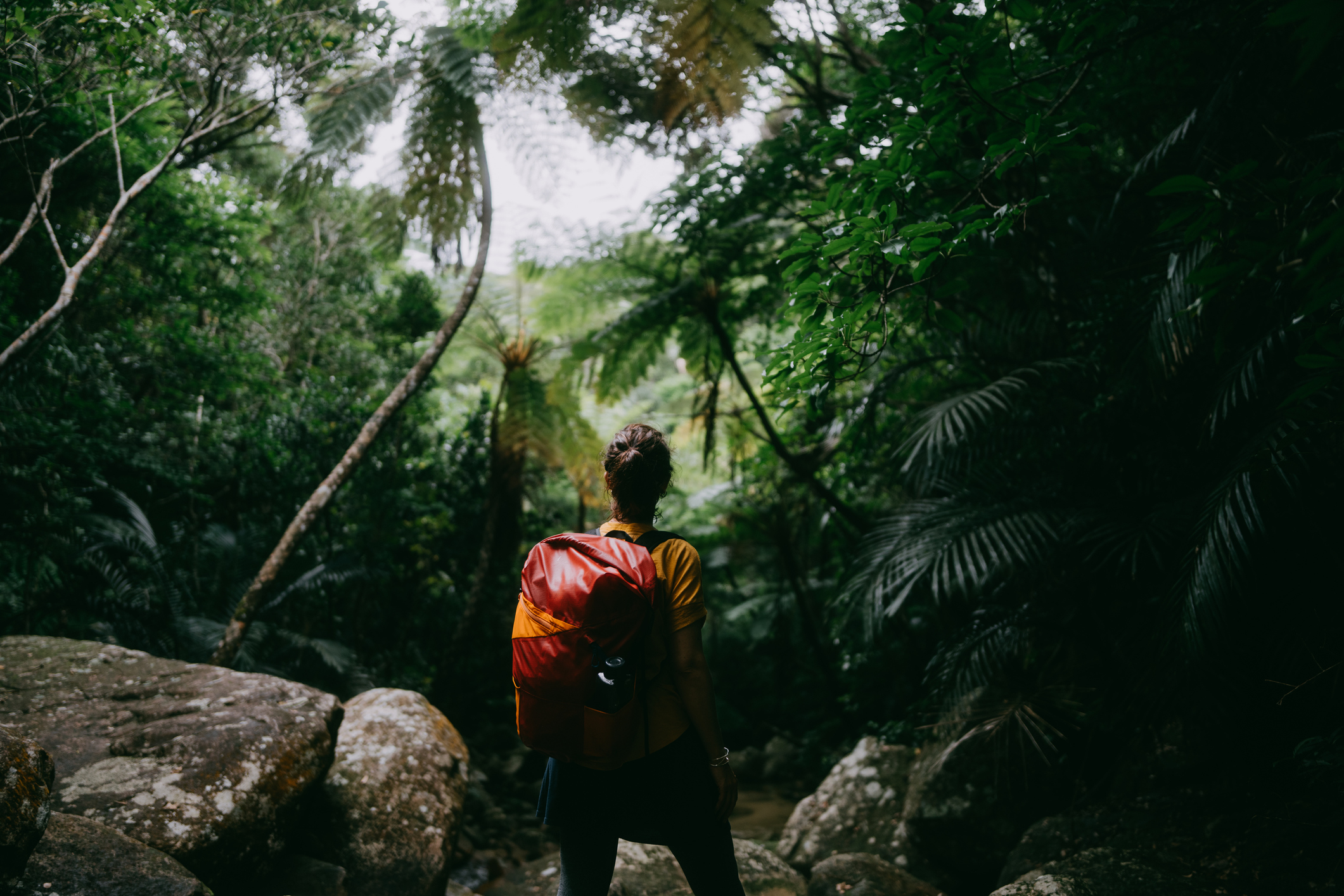 A solo traveler is in the middle of a tropical forest