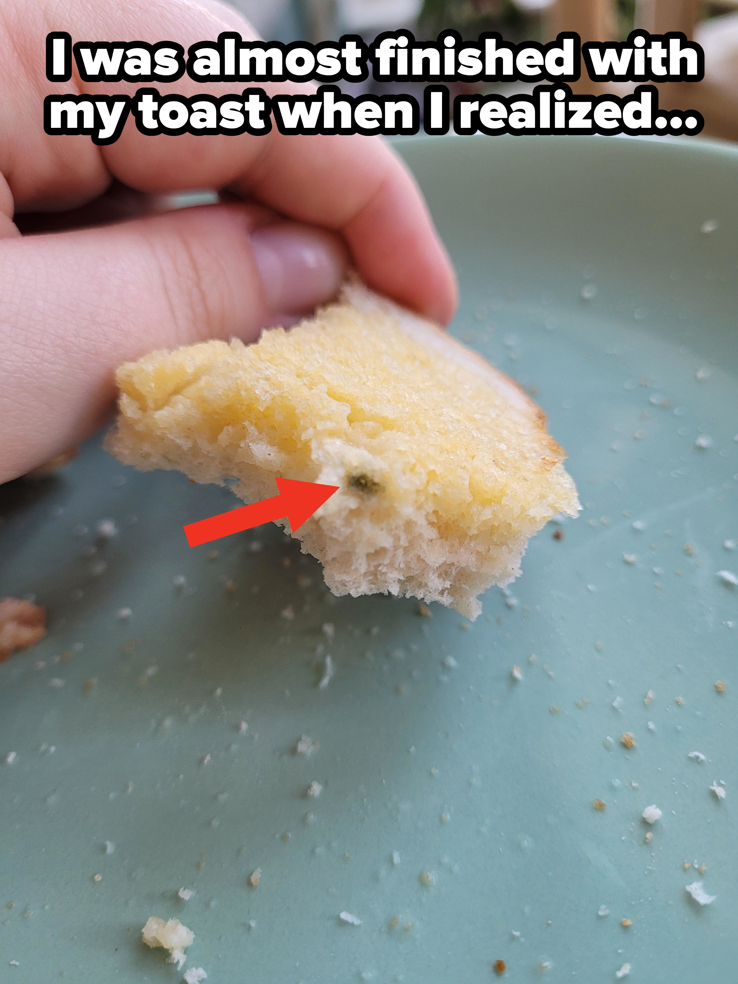 Close-up of some mold on toast, with caption &quot;I was almost finished with my toast when I realized&quot;