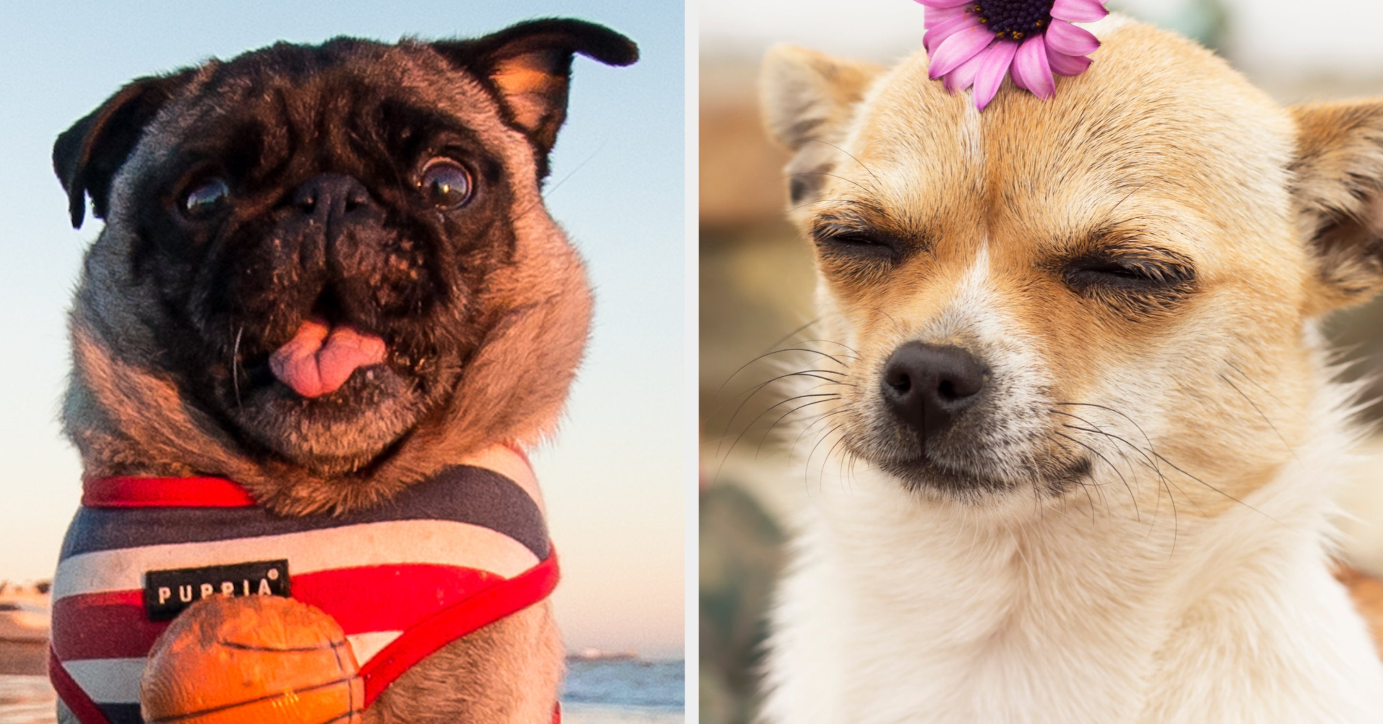 If You've Ever Wondered Which Dog Breed You Are, This Quiz Will Tell You
