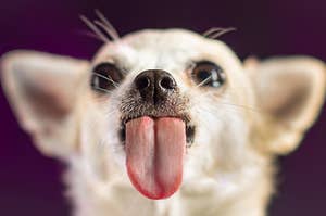 a chihuahua with its tongue out