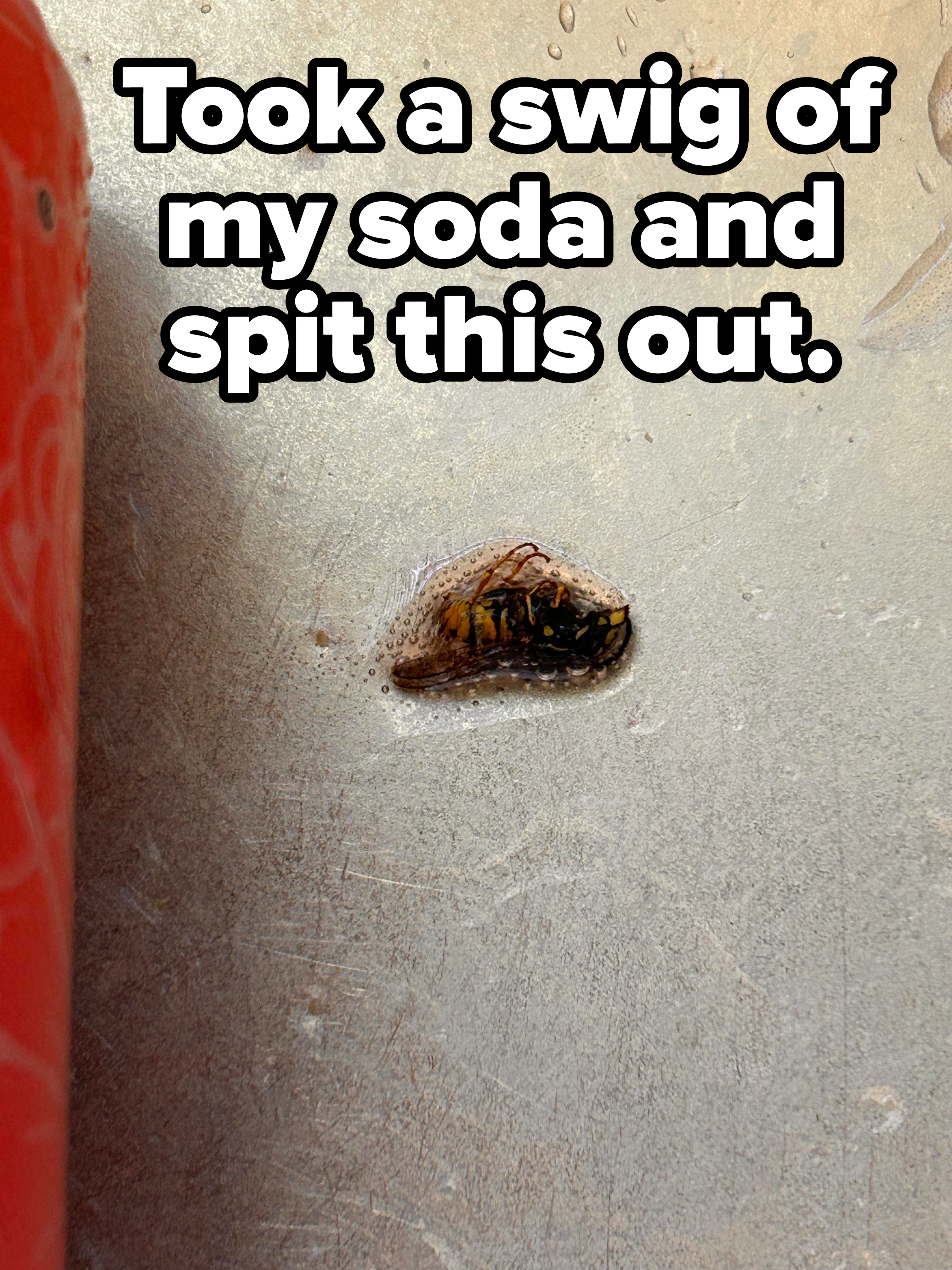 Close-up of a soaked wasp with caption &quot;Took a swig of my soda and spit this out&quot;