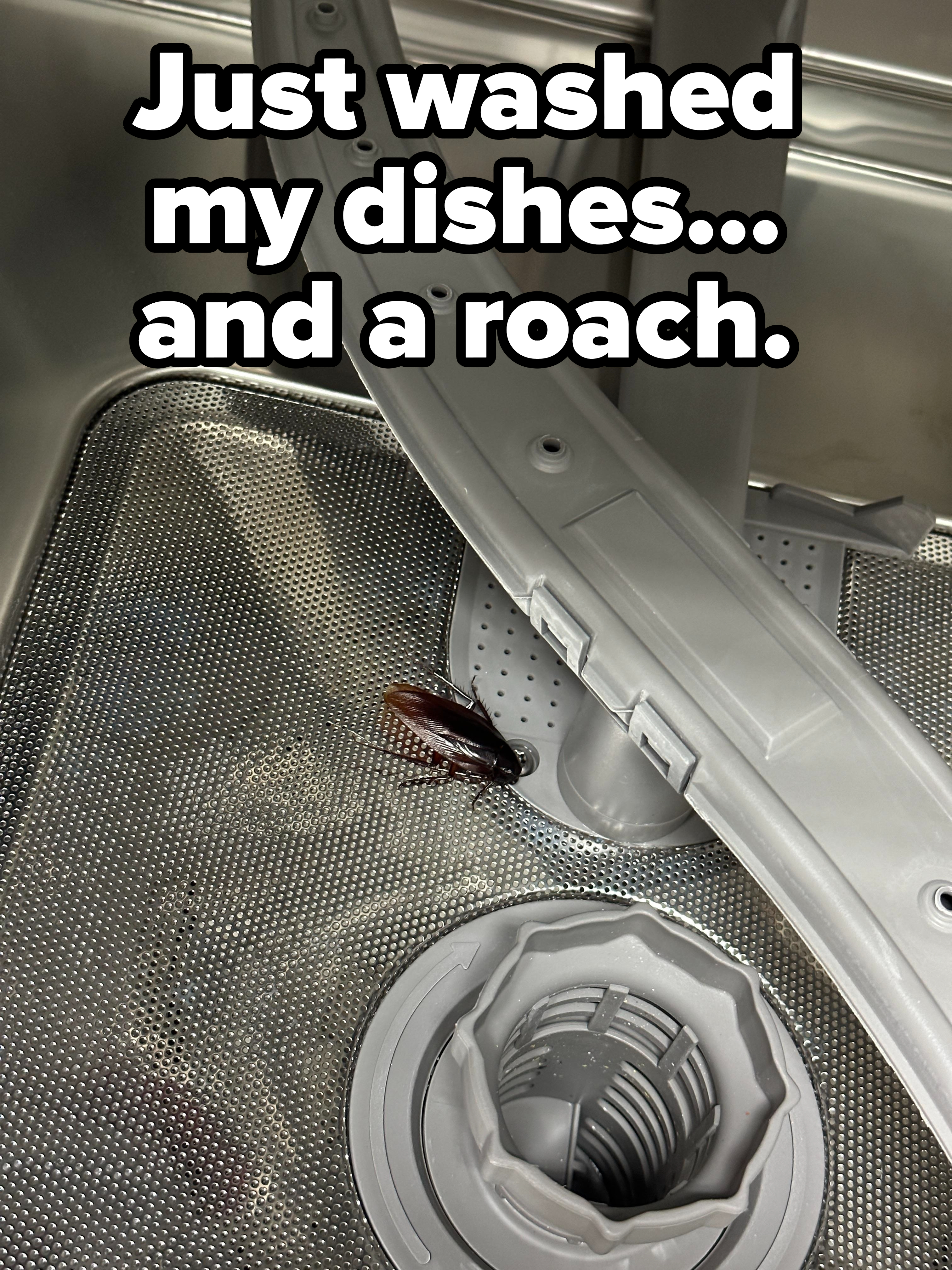 A large roach in a dishwasher with caption &quot;Just washed my dishes — and a roach&quot;