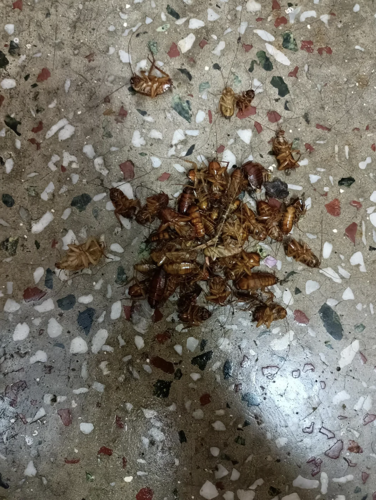 A bunch of roaches on the floor