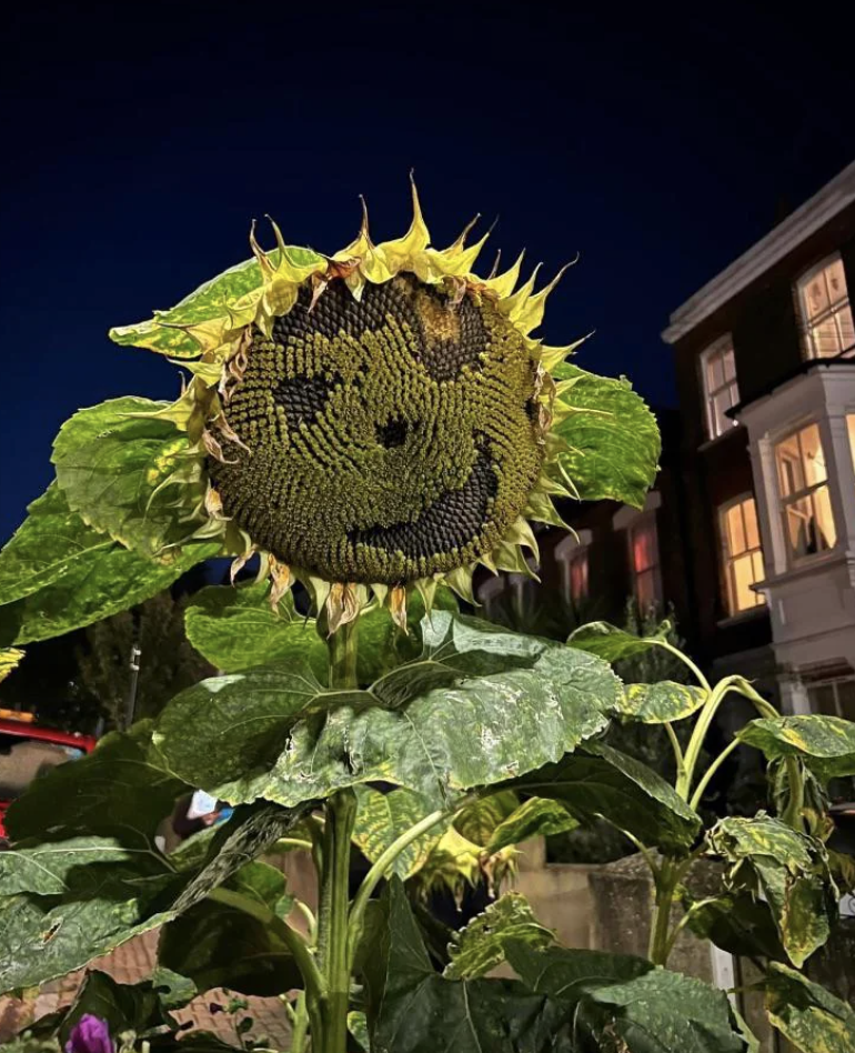 A flower that looks like it&#x27;s smiling