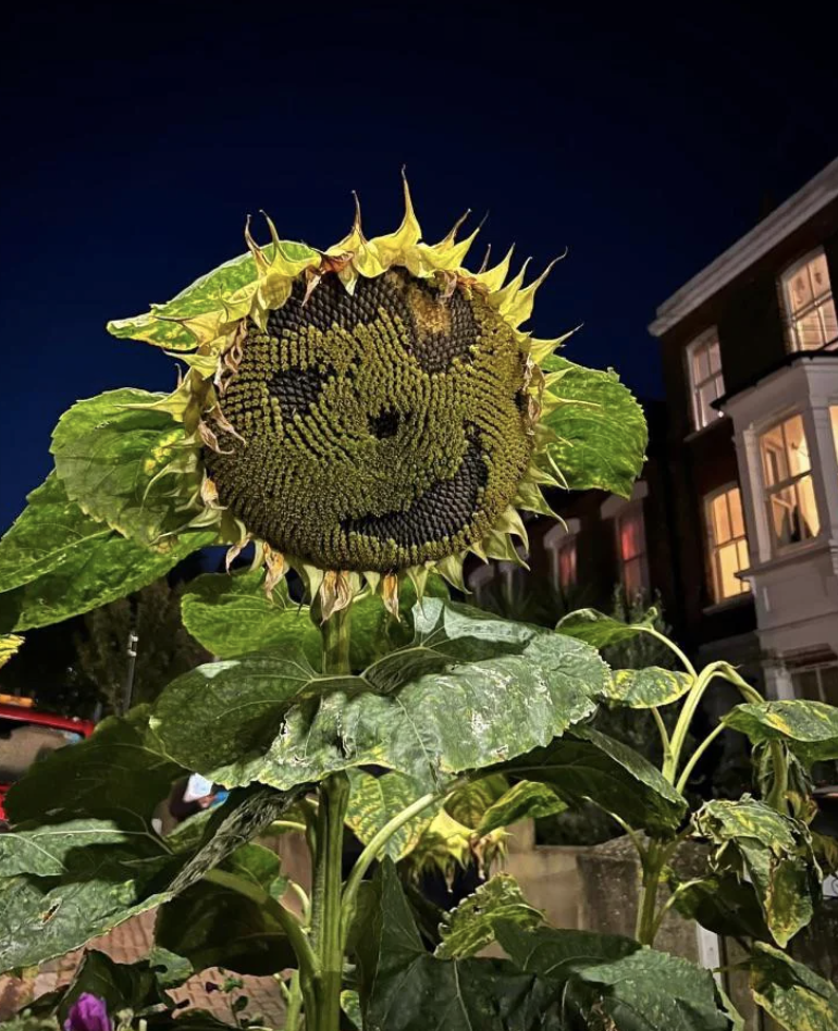 A flower that looks like it's smiling