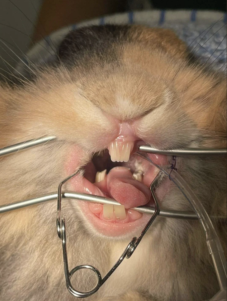 A rabbit getting dental work
