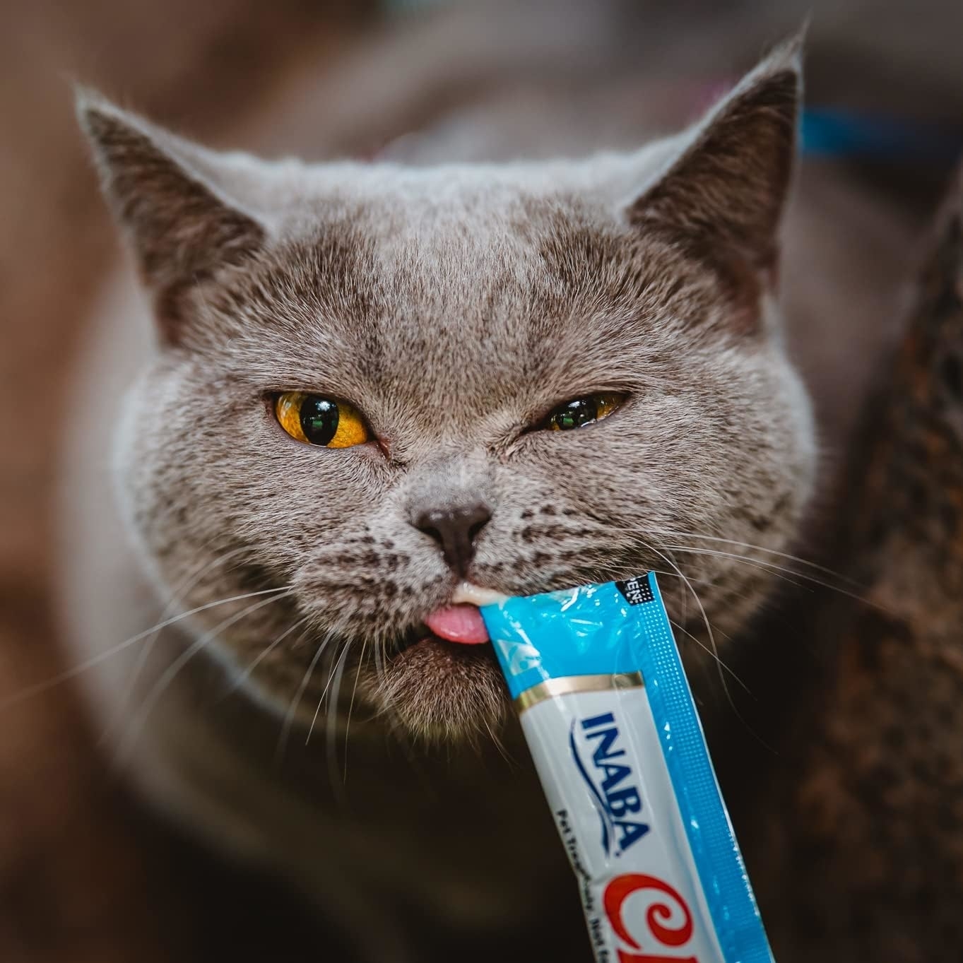 cat licking a treat stick