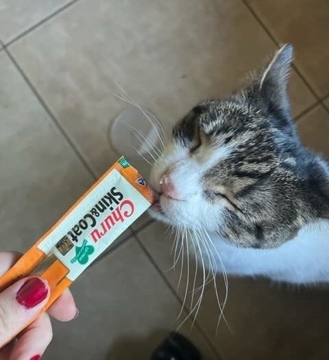 cat licking the churu treat