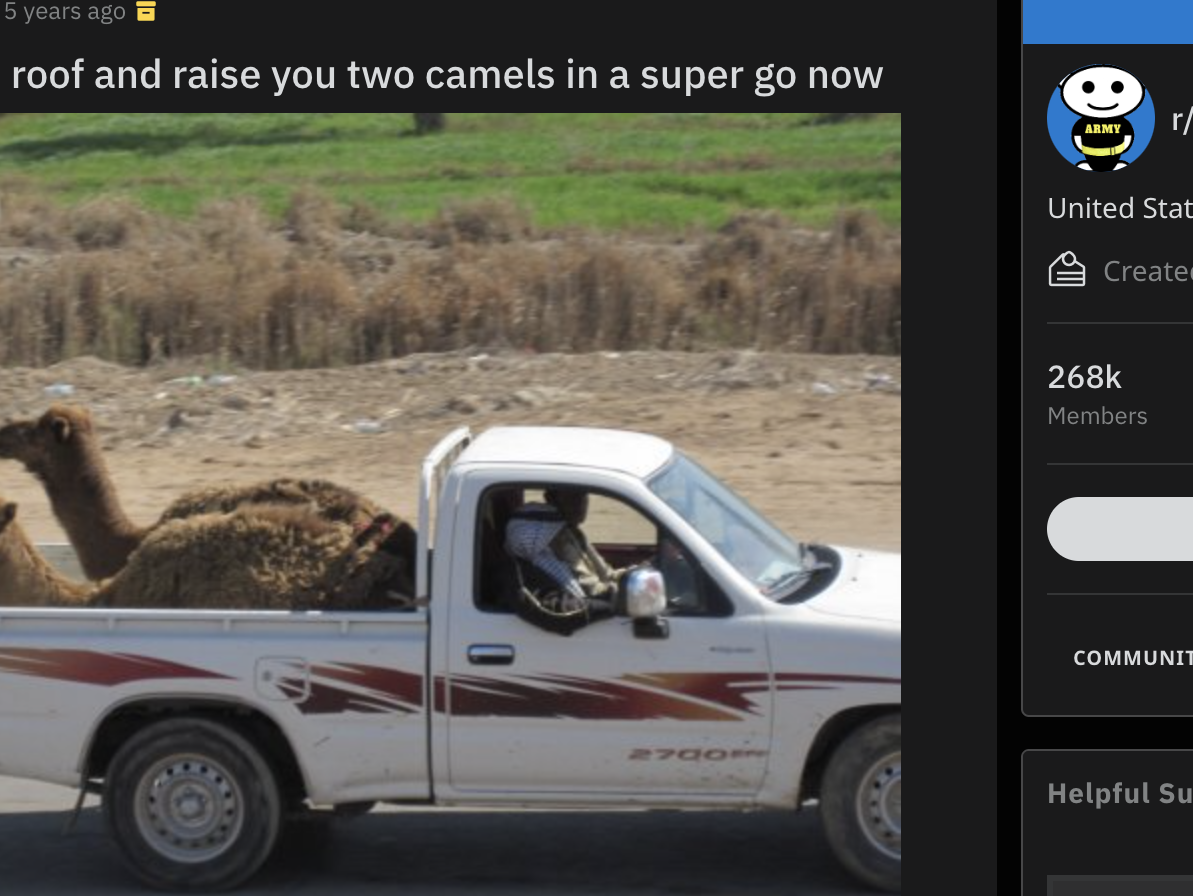 Two camels are riding in the back of a truck