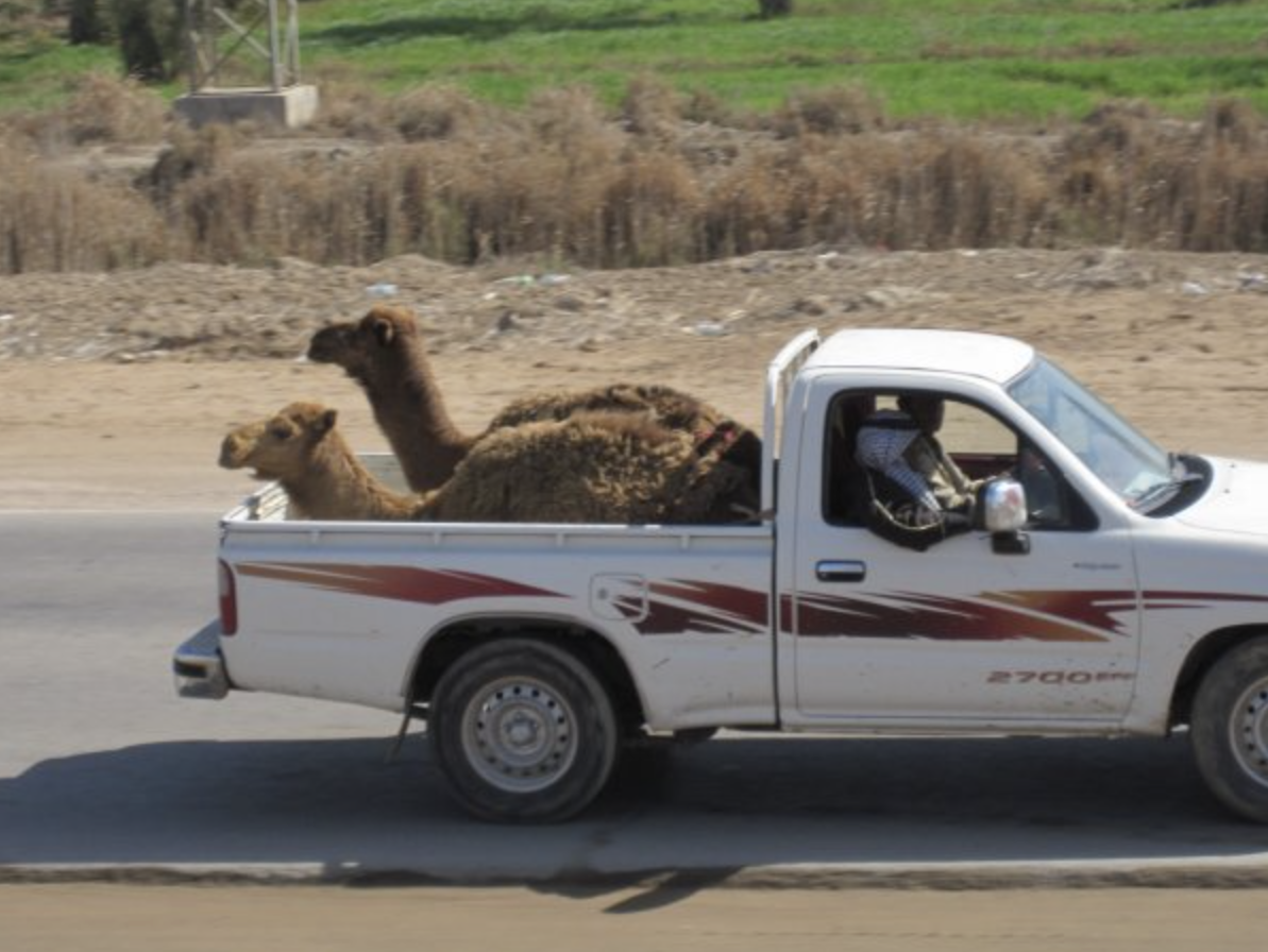 Two camels are riding in the back of a truck