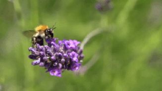 GIF of a bee buzzing on a flower