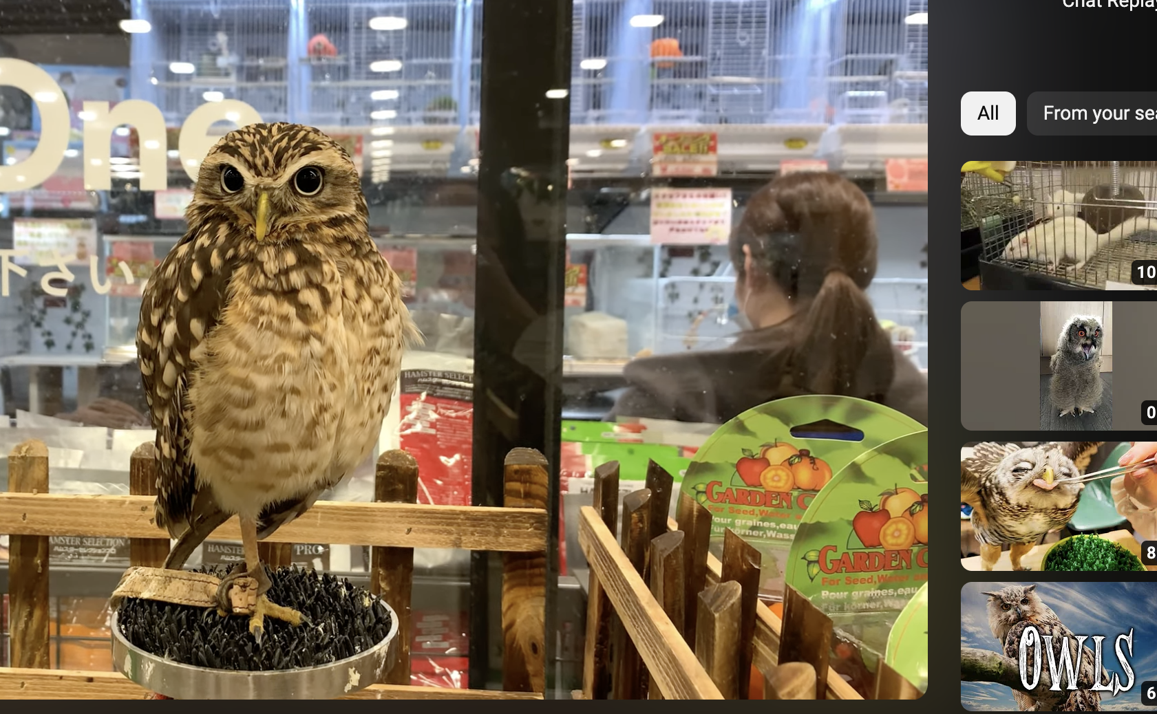 An owl is at a Japanese pet shop