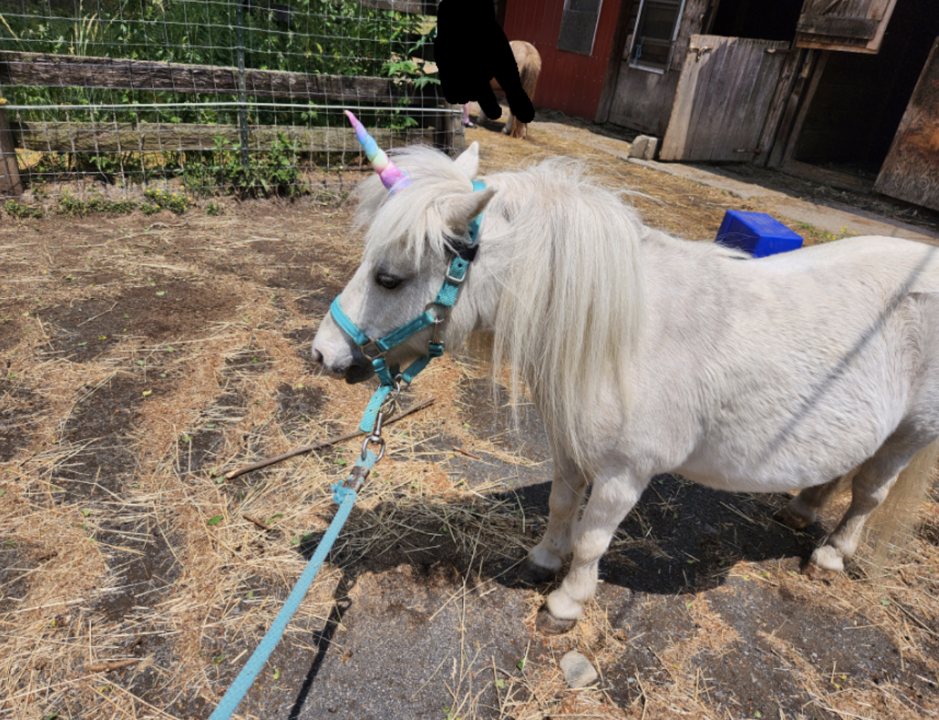 A mini pony wearing a unicorn horn is being walked