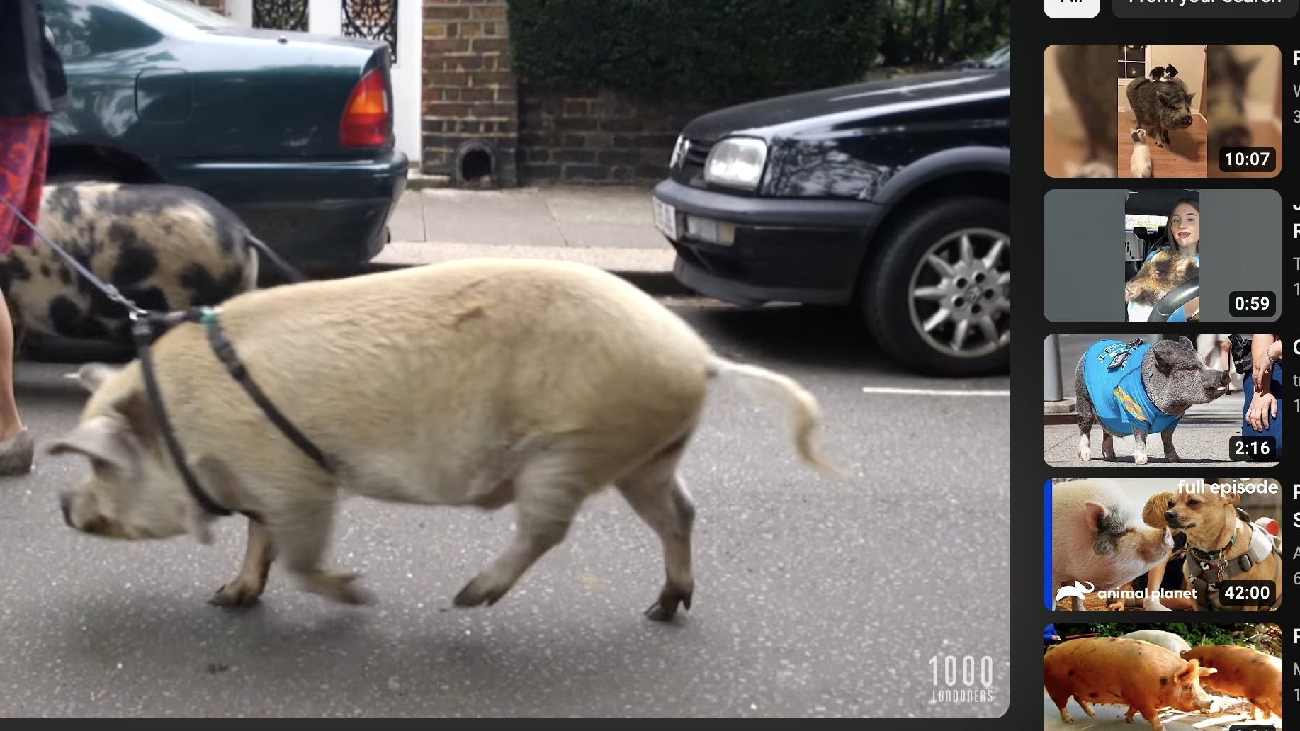 A woman is walking her two pigs down the street