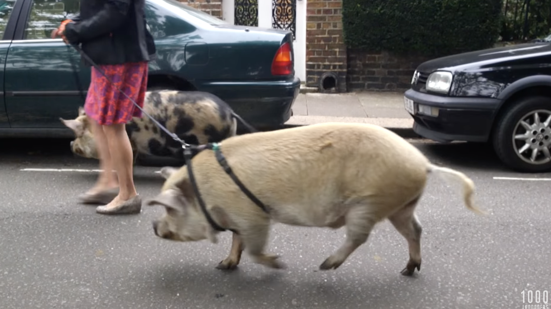 A woman is walking her two pigs down the street