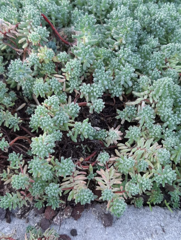 Closeup of sedum