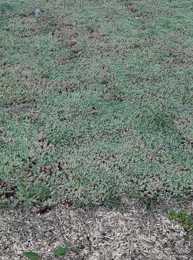 Sedum all over the ground