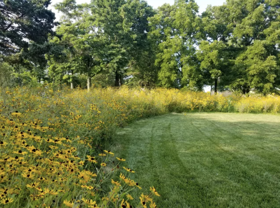 A lawn surrounded by sunflowers