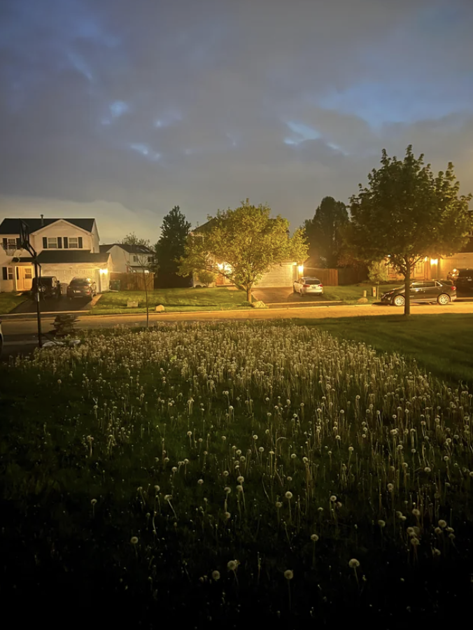 Dandelions in someone&#x27;s lawn