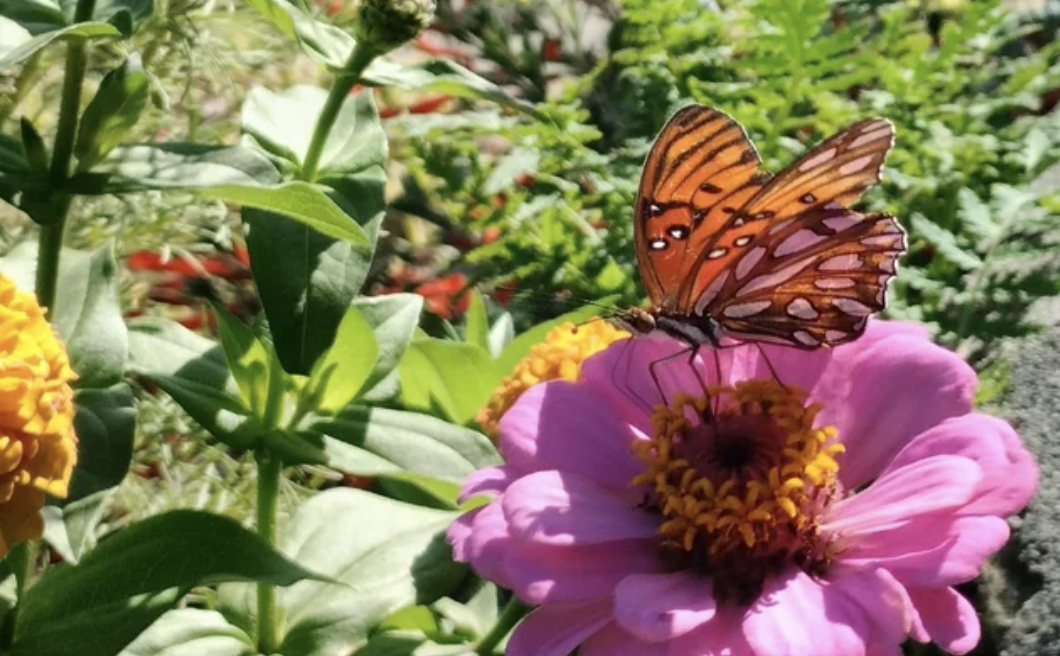 A butterfly on a flower