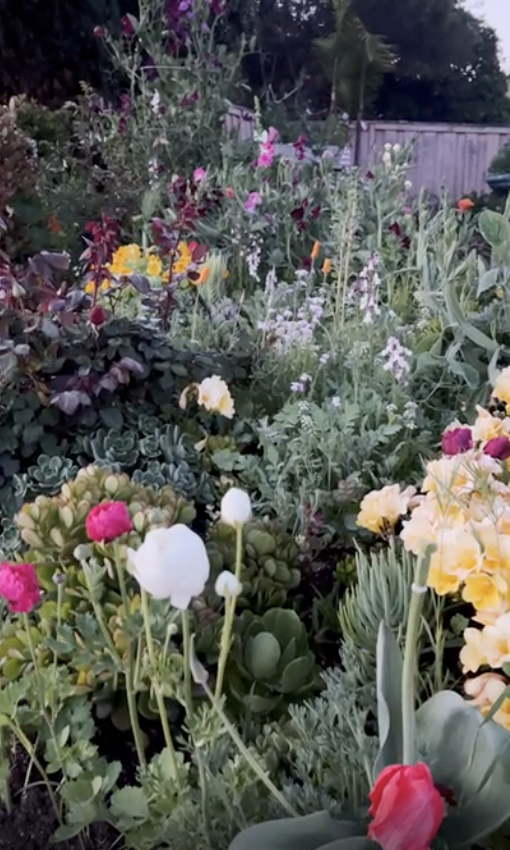 wildflowers in someone&#x27;s yard