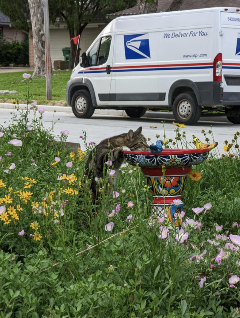 A cat trying to get to a bird bath