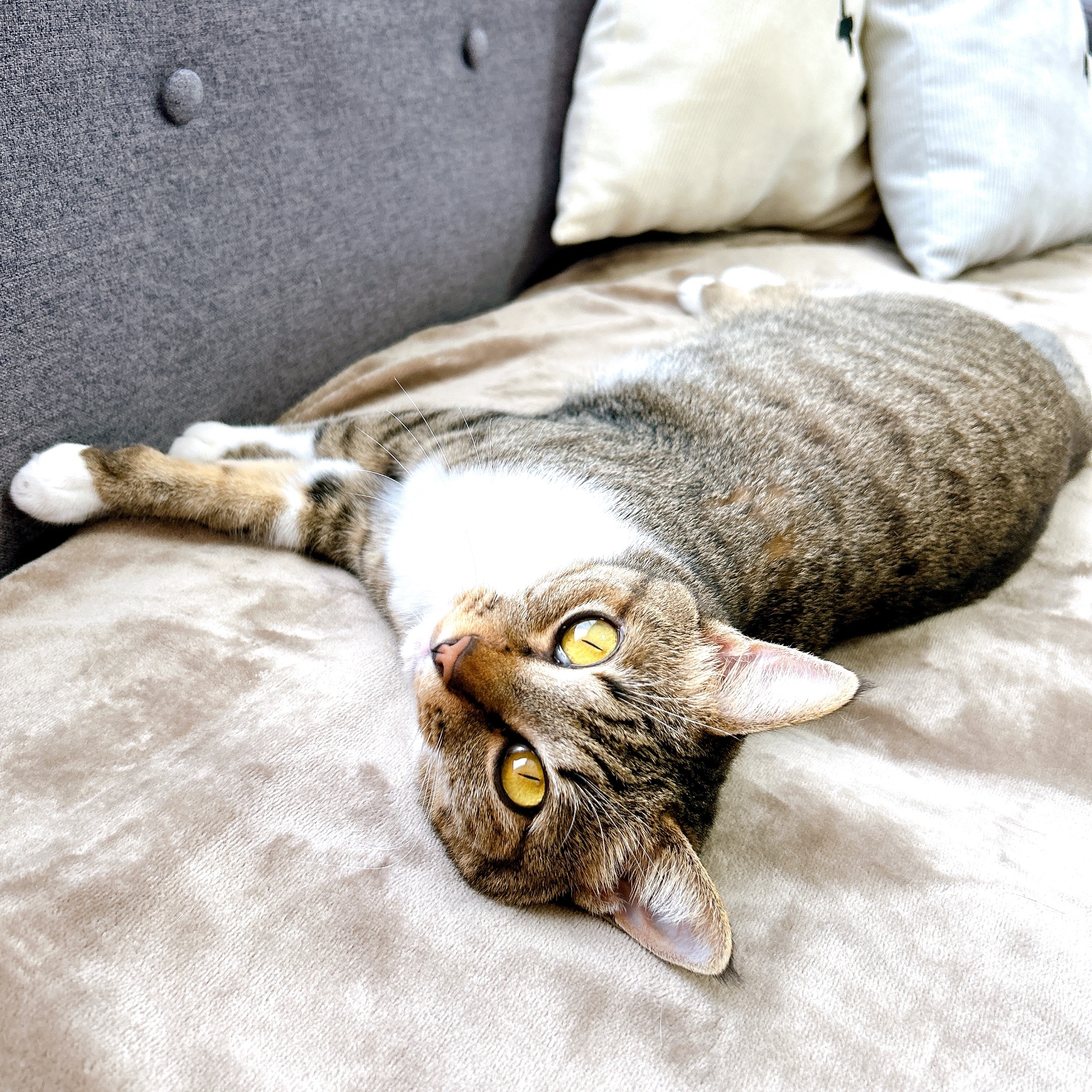 無印良品のおすすめ寒さ対策グッズ「ソファで使えるホットシート」