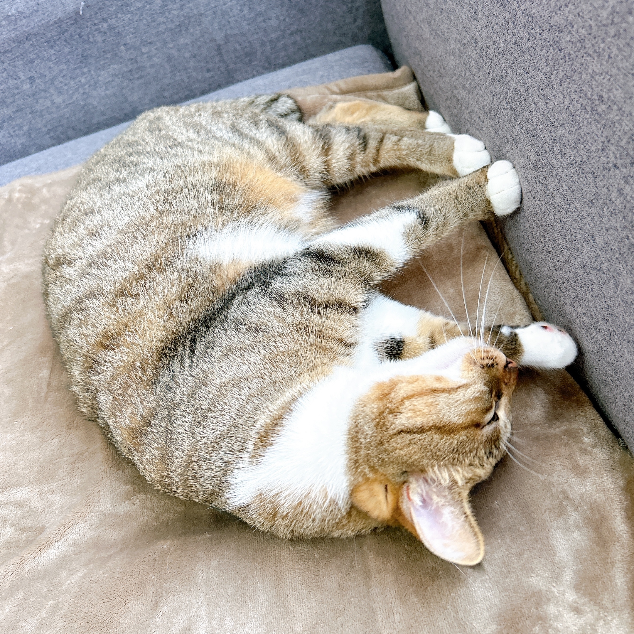 無印良品のおすすめ寒さ対策グッズ「ソファで使えるホットシート」