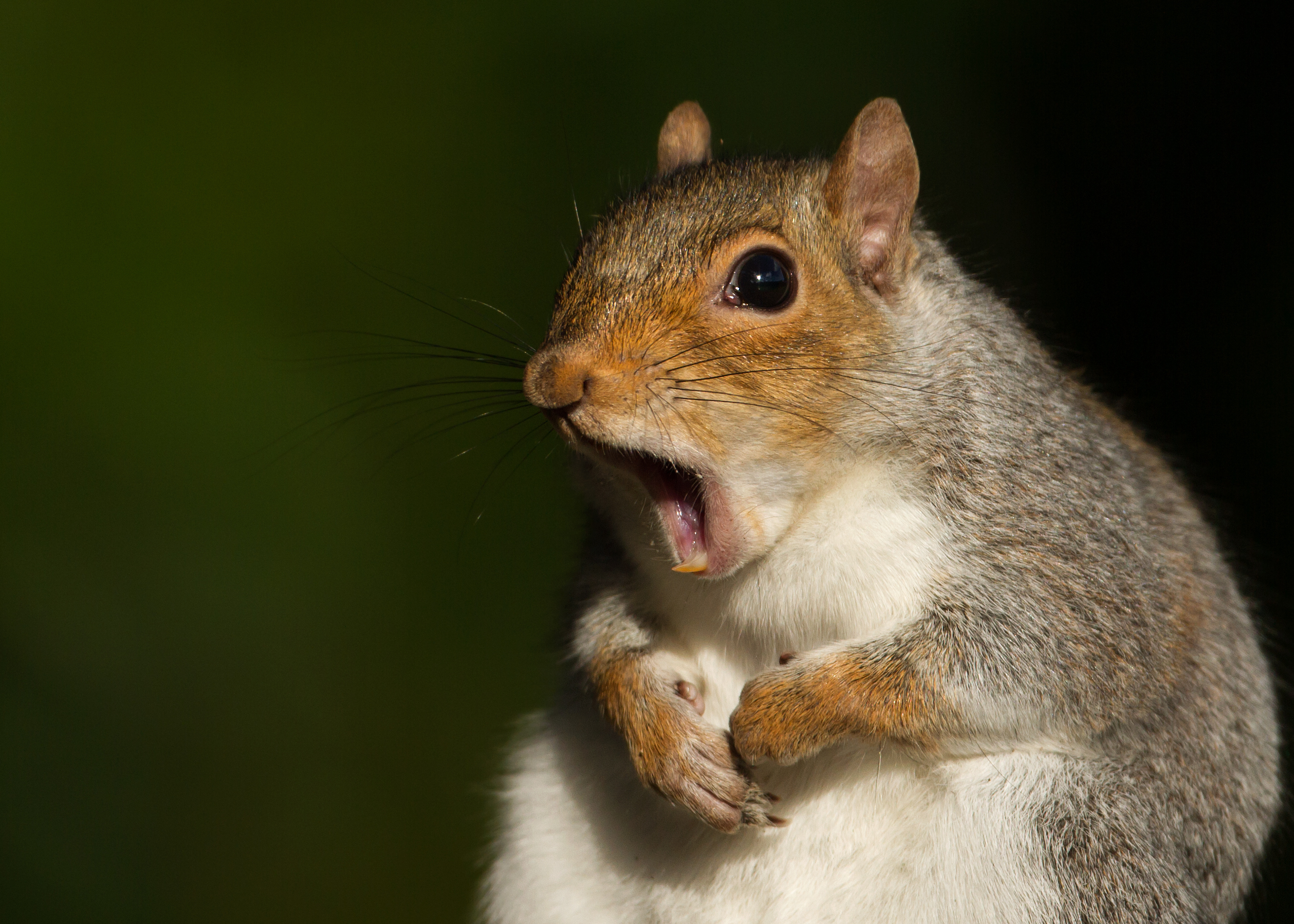 a squirrel with it's mouth open so he looks like he's in shock