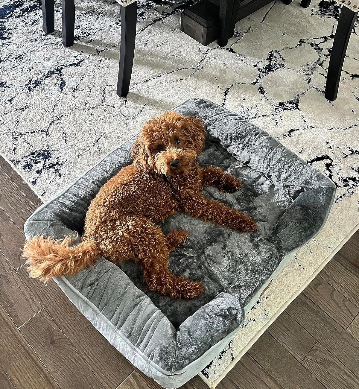 a toy poodle laying on the bed