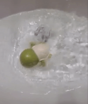 a gif of a wind up turtle toy in a tub