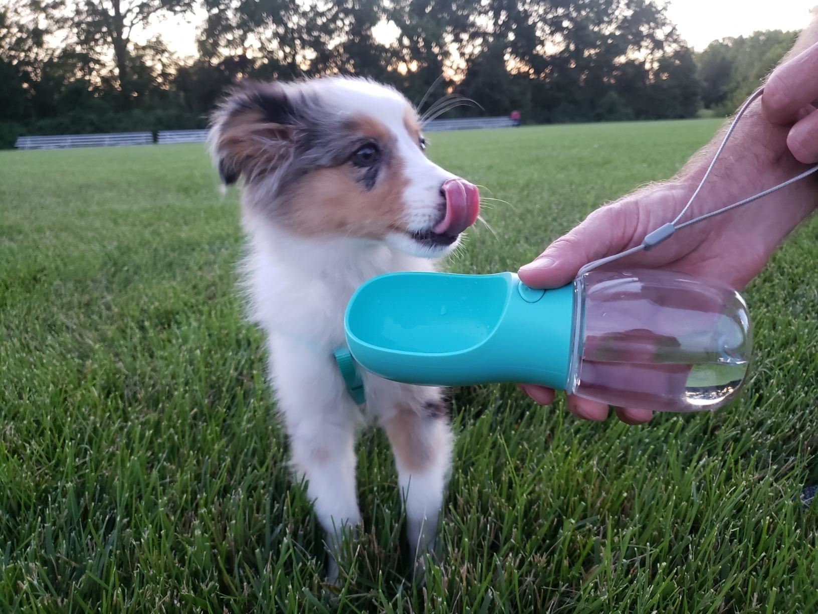reviewer holding water bottle in front of dog