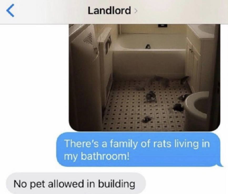 tenant sending a photo of the family of rats that got into their bathroom and the landlord responds with, no pets allowed in building