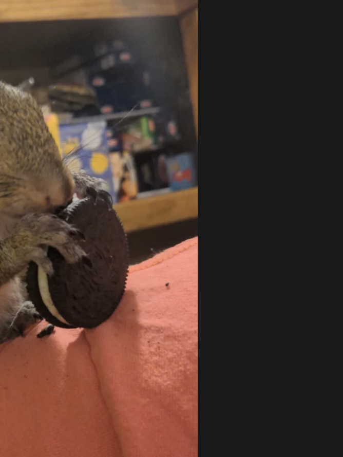 A squirrel is nibbling on an Oreo