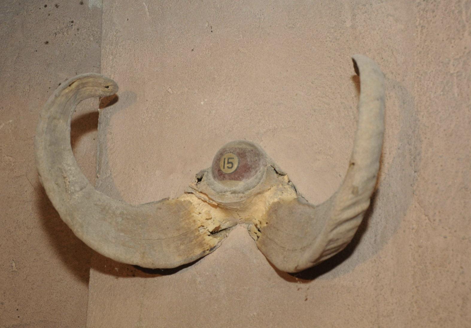 A dusty billiard ball attached to dusty horns emerging from a wall