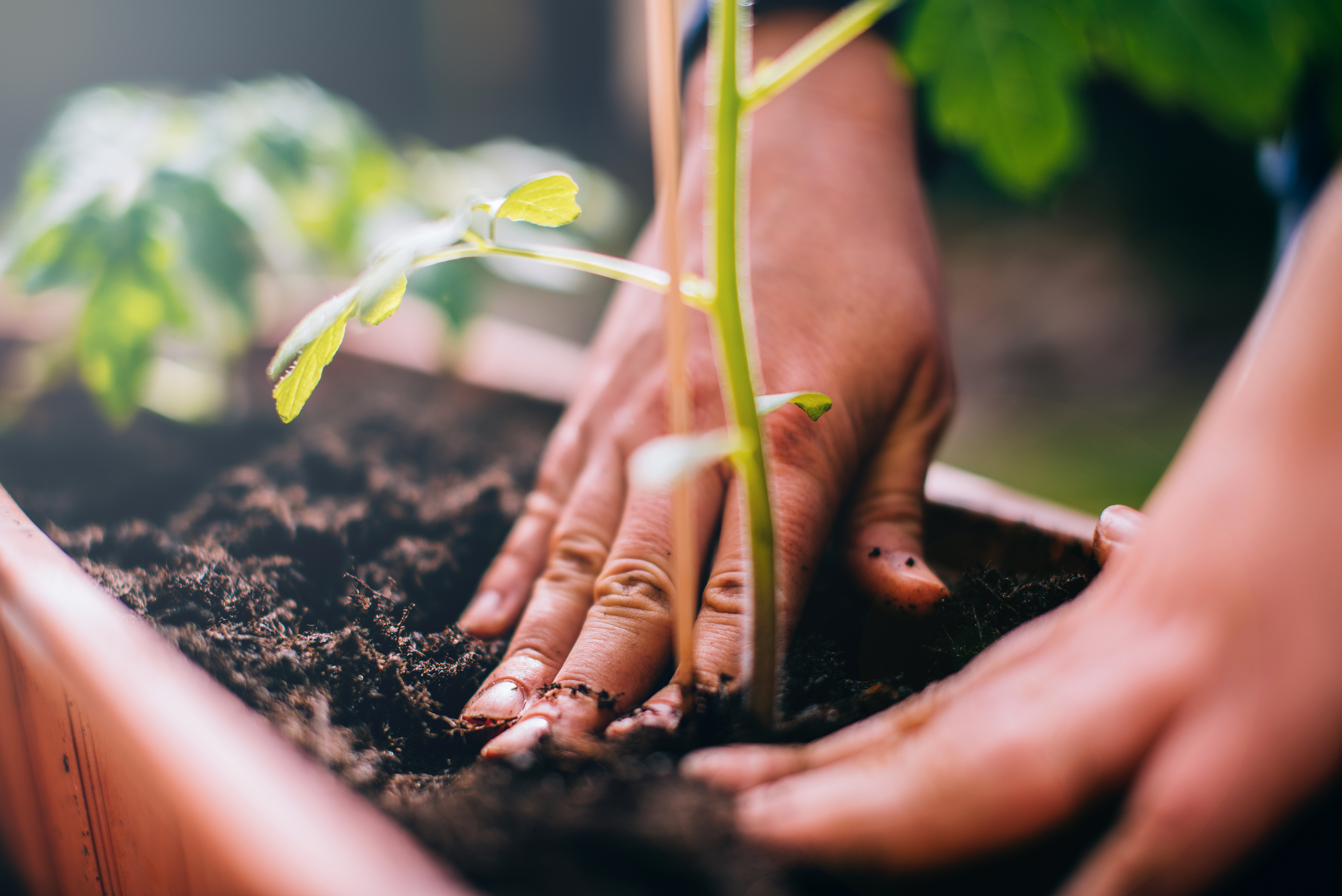 hands in a garden