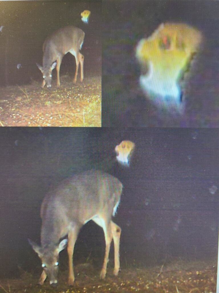 floating light above a deer who is eating