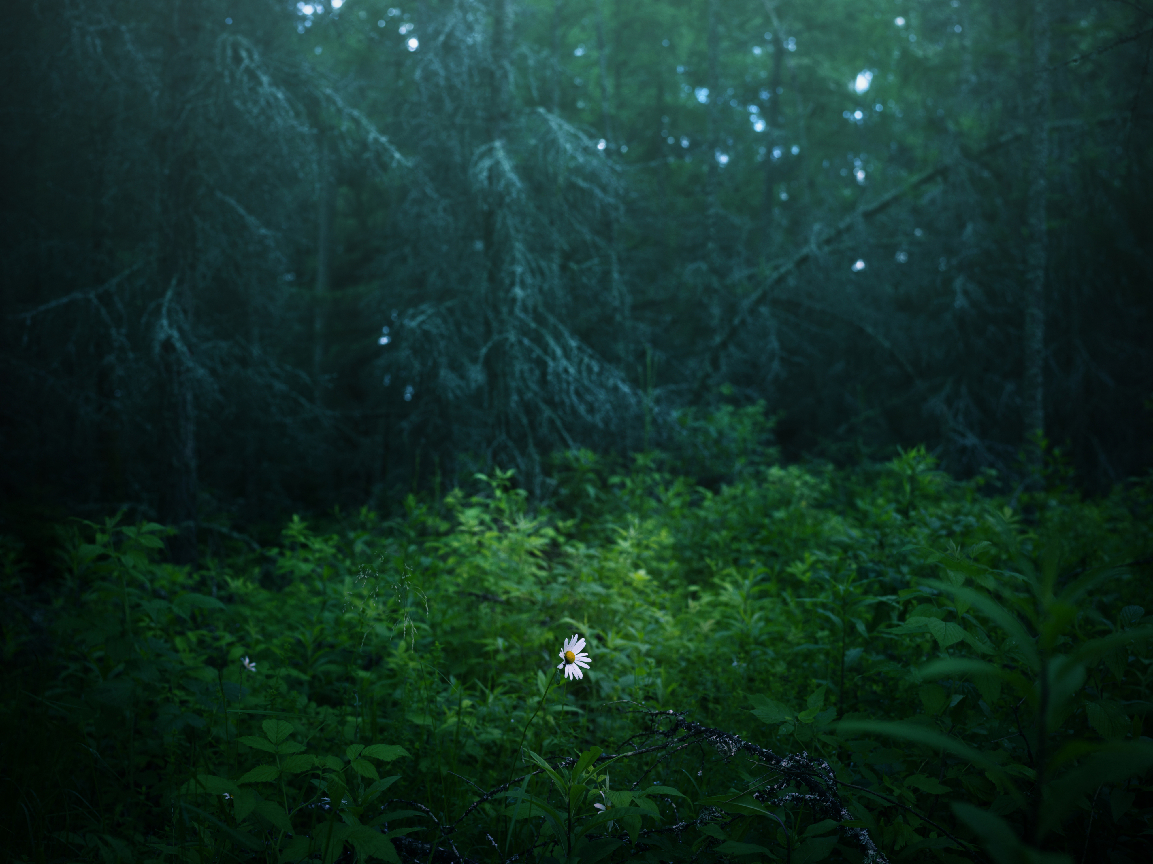 A forest with one blooming daisy