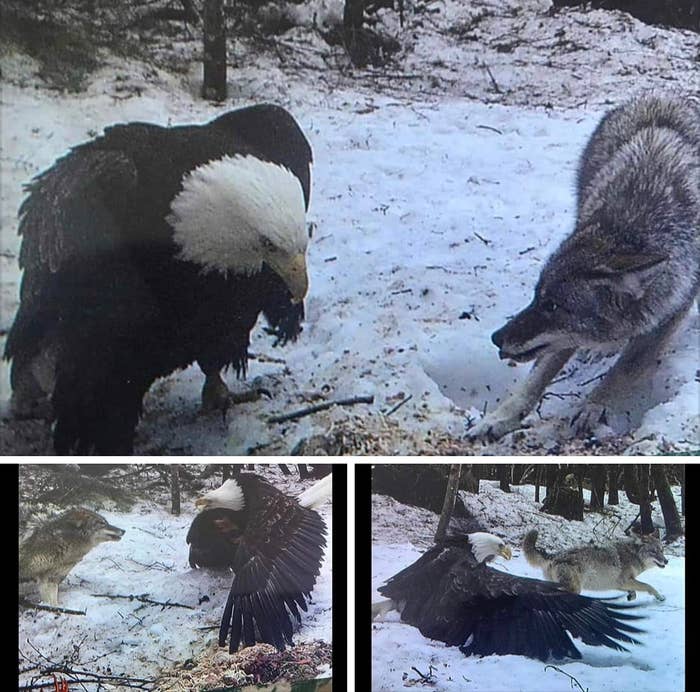 eagle and wolf fighting