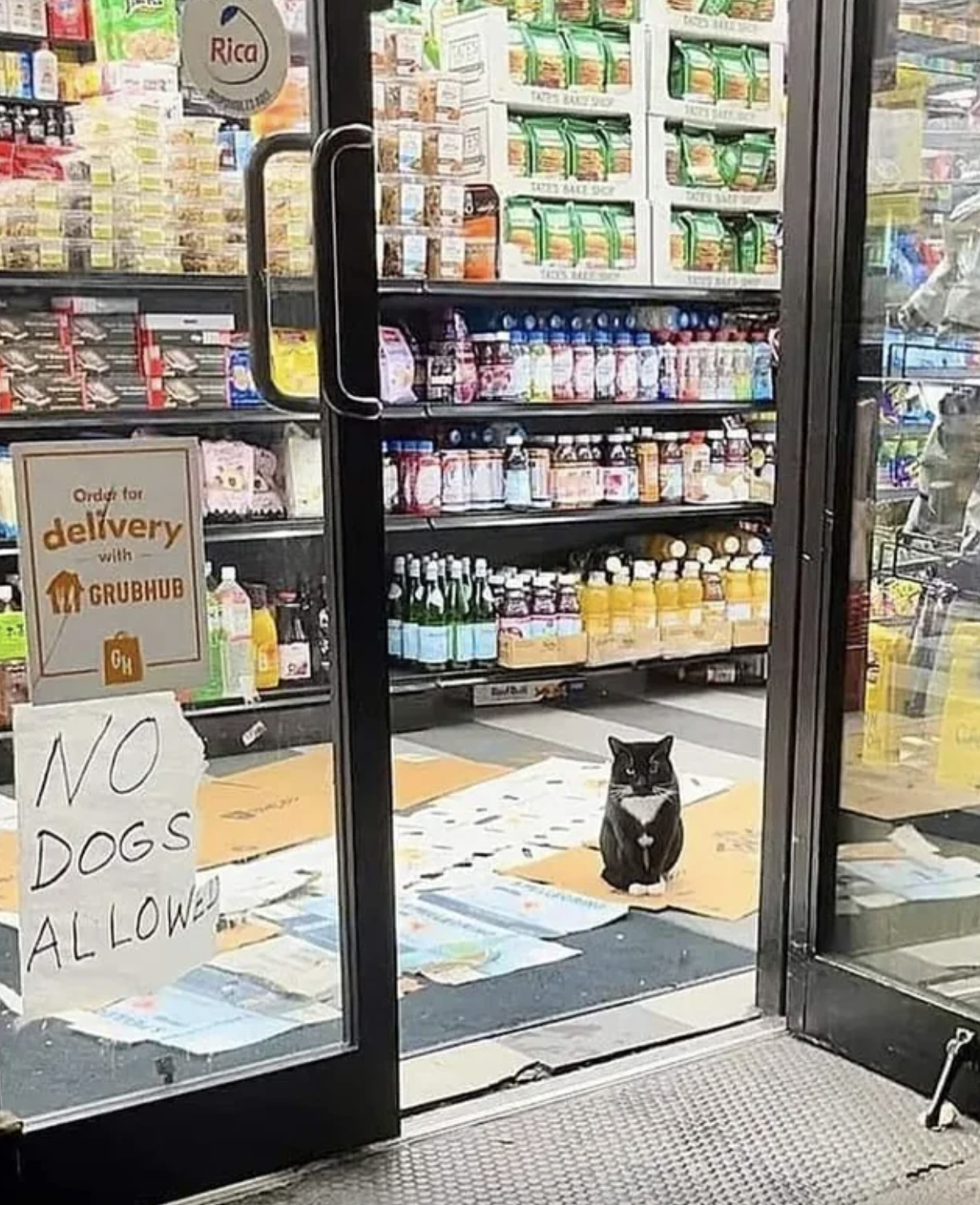 A sign outside a liquor store says "no dogs allowed" next to an open door; a cat sits in the doorway and stares at the person taking the picture