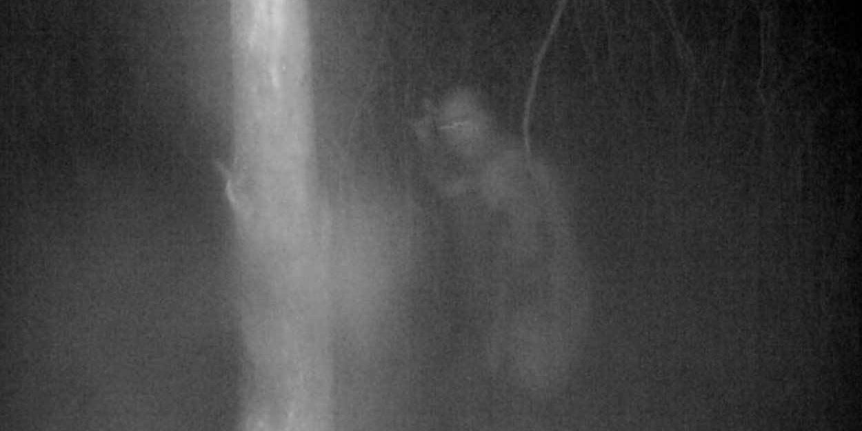 17 Pictures From Trail Cams That Nature Just Didn't Want Us To See