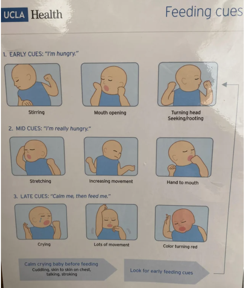 Illustrations showing early (stirring, mouth opening), middle (stretching, hand to mouth), and late (crying, turning red) cues that the baby is hungry